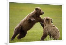 Brown Bears Sparring in Meadow at Hallo Bay-Paul Souders-Framed Photographic Print