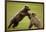 Brown Bears Sparring in Meadow at Hallo Bay-Paul Souders-Framed Photographic Print