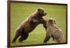 Brown Bears Sparring in Meadow at Hallo Bay-Paul Souders-Framed Photographic Print