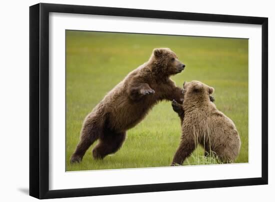 Brown Bears Sparring in Meadow at Hallo Bay-Paul Souders-Framed Photographic Print