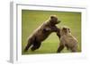 Brown Bears Sparring in Meadow at Hallo Bay-Paul Souders-Framed Photographic Print