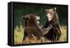 Brown Bears Sparring in Meadow at Kukak Bay-Paul Souders-Framed Stretched Canvas