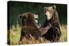 Brown Bears Sparring in Meadow at Kukak Bay-Paul Souders-Stretched Canvas