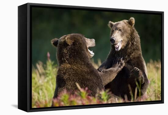 Brown Bears Sparring in Meadow at Kukak Bay-Paul Souders-Framed Stretched Canvas