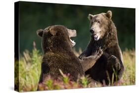 Brown Bears Sparring in Meadow at Kukak Bay-Paul Souders-Stretched Canvas