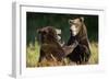 Brown Bears Sparring in Meadow at Kukak Bay-Paul Souders-Framed Premium Photographic Print