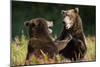 Brown Bears Sparring in Meadow at Kukak Bay-Paul Souders-Mounted Premium Photographic Print