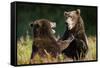 Brown Bears Sparring in Meadow at Kukak Bay-Paul Souders-Framed Stretched Canvas
