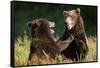 Brown Bears Sparring in Meadow at Kukak Bay-Paul Souders-Framed Stretched Canvas