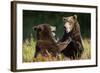 Brown Bears Sparring in Meadow at Kukak Bay-Paul Souders-Framed Photographic Print