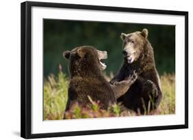 Brown Bears Sparring in Meadow at Kukak Bay-Paul Souders-Framed Photographic Print