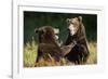 Brown Bears Sparring in Meadow at Kukak Bay-Paul Souders-Framed Photographic Print