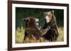 Brown Bears Sparring in Meadow at Kukak Bay-Paul Souders-Framed Photographic Print