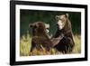 Brown Bears Sparring in Meadow at Kukak Bay-Paul Souders-Framed Photographic Print