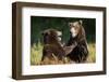 Brown Bears Sparring in Meadow at Kukak Bay-Paul Souders-Framed Photographic Print