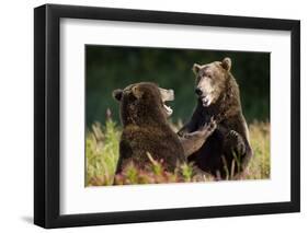 Brown Bears Sparring in Meadow at Kukak Bay-Paul Souders-Framed Photographic Print