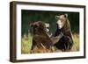 Brown Bears Sparring in Meadow at Kukak Bay-Paul Souders-Framed Photographic Print