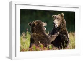 Brown Bears Sparring in Meadow at Kukak Bay-Paul Souders-Framed Photographic Print