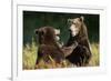 Brown Bears Sparring in Meadow at Kukak Bay-Paul Souders-Framed Photographic Print