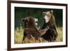 Brown Bears Sparring in Meadow at Kukak Bay-Paul Souders-Framed Photographic Print