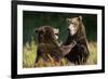 Brown Bears Sparring in Meadow at Kukak Bay-Paul Souders-Framed Photographic Print