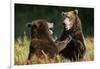 Brown Bears Sparring in Meadow at Kukak Bay-Paul Souders-Framed Photographic Print