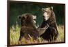 Brown Bears Sparring in Meadow at Kukak Bay-Paul Souders-Framed Photographic Print