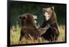 Brown Bears Sparring in Meadow at Kukak Bay-Paul Souders-Framed Photographic Print