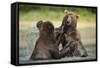 Brown Bears Sparring in Stream at Kukak Bay-Paul Souders-Framed Stretched Canvas