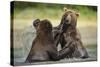 Brown Bears Sparring in Stream at Kukak Bay-Paul Souders-Stretched Canvas