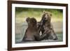 Brown Bears Sparring in Stream at Kukak Bay-Paul Souders-Framed Photographic Print