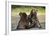 Brown Bears Sparring in Stream at Kukak Bay-Paul Souders-Framed Photographic Print