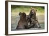 Brown Bears Sparring in Stream at Kukak Bay-Paul Souders-Framed Photographic Print