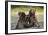 Brown Bears Sparring in Stream at Kukak Bay-Paul Souders-Framed Photographic Print