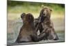 Brown Bears Sparring in Stream at Kukak Bay-Paul Souders-Mounted Photographic Print