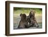 Brown Bears Sparring in Stream at Kukak Bay-Paul Souders-Framed Photographic Print