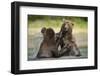 Brown Bears Sparring in Stream at Kukak Bay-Paul Souders-Framed Photographic Print