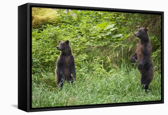 Brown Bears Standing on Baranof Island-null-Framed Stretched Canvas