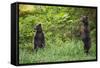 Brown Bears Standing on Baranof Island-null-Framed Stretched Canvas