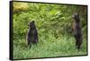 Brown Bears Standing on Baranof Island-null-Framed Stretched Canvas