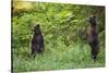 Brown Bears Standing on Baranof Island-null-Stretched Canvas