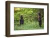 Brown Bears Standing on Baranof Island-null-Framed Photographic Print