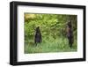 Brown Bears Standing on Baranof Island-null-Framed Photographic Print