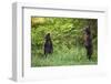 Brown Bears Standing on Baranof Island-null-Framed Photographic Print