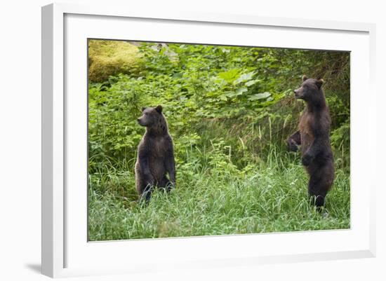 Brown Bears Standing on Baranof Island-null-Framed Photographic Print