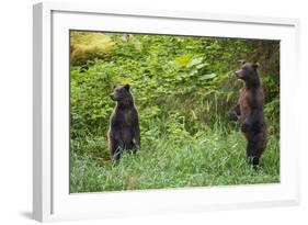 Brown Bears Standing on Baranof Island-null-Framed Photographic Print