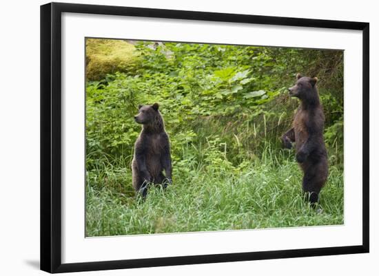 Brown Bears Standing on Baranof Island-null-Framed Photographic Print