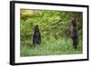 Brown Bears Standing on Baranof Island-null-Framed Photographic Print