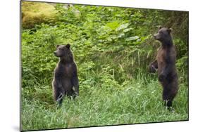 Brown Bears Standing on Baranof Island-null-Mounted Photographic Print