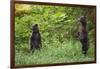 Brown Bears Standing on Baranof Island-null-Framed Photographic Print